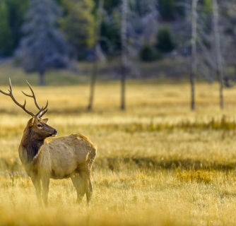 Yellowstone in Autumn Will Thrill You!