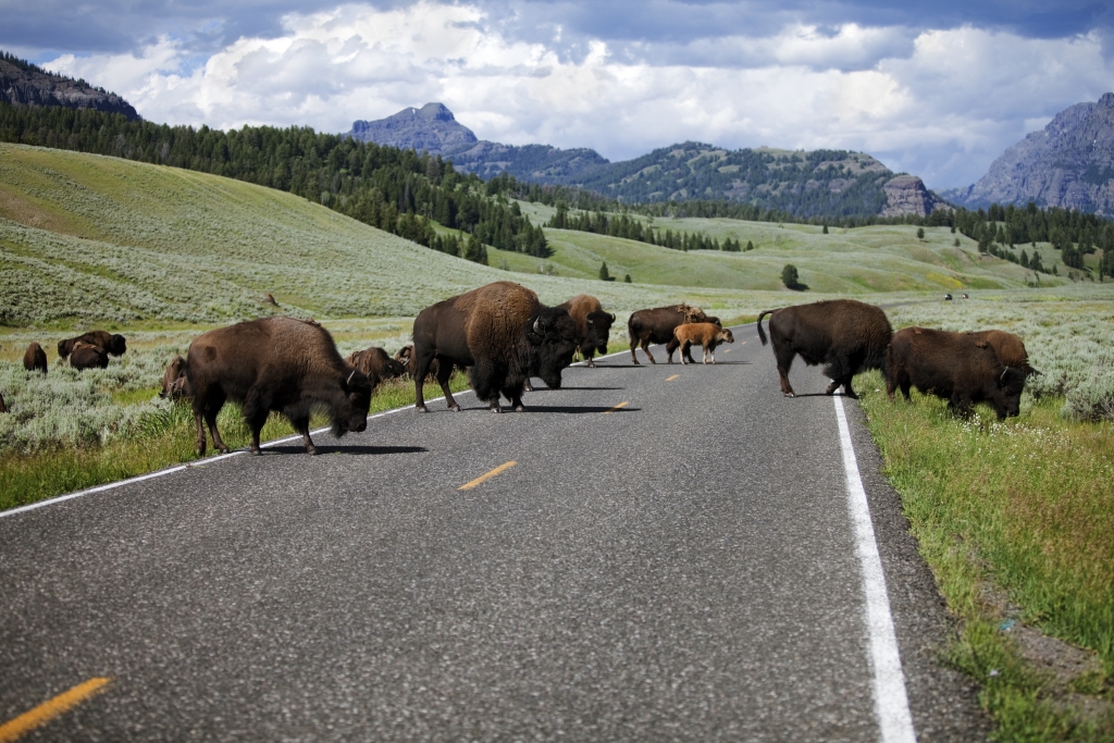 Bison crossing the road in the Lamar Valley in Yellowstone National Park.