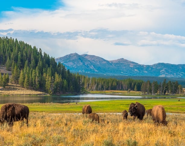 Buffalos grazing at Hayden Valley, Yellowstone, National Park, Wyoming, USA