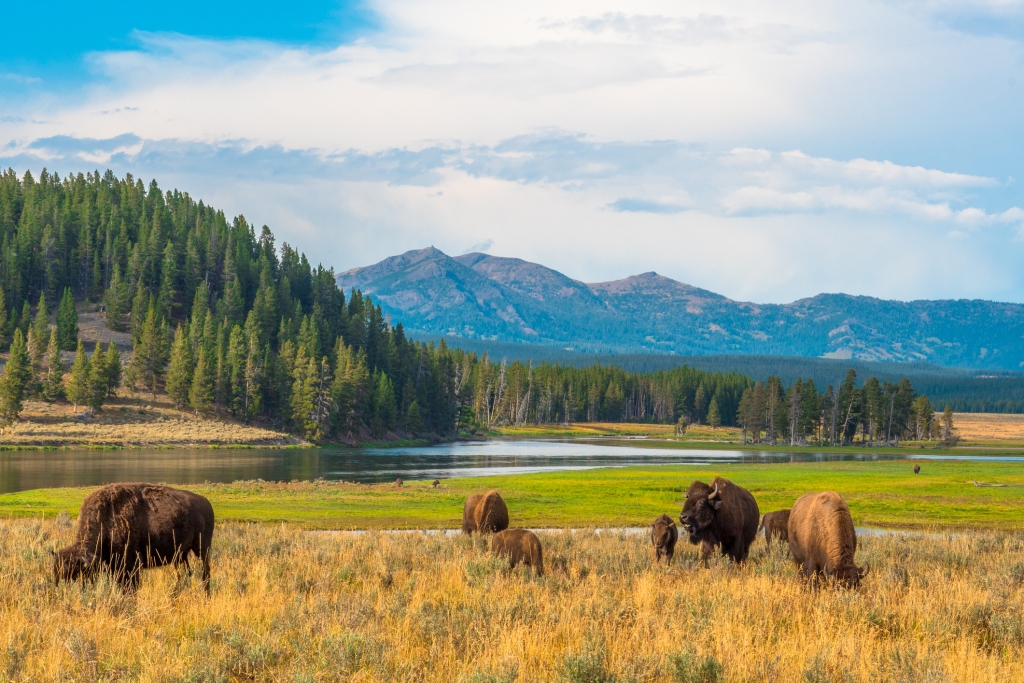 Eat Outdoors: Best Picnic Spots in Yellowstone 2
