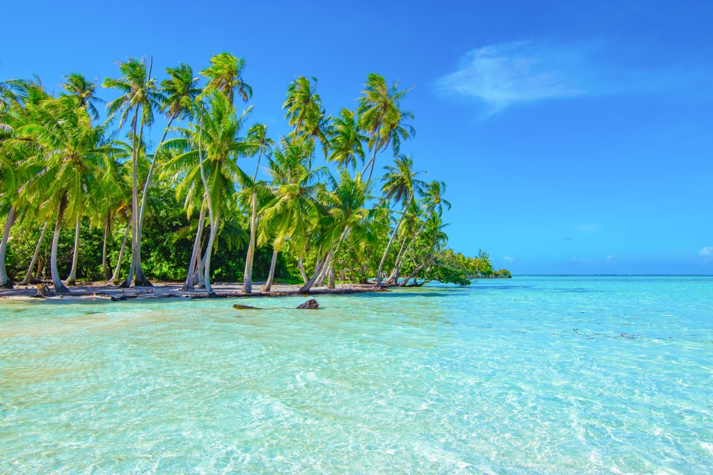 Palm trees on the beach. Travel and tourism concept. Tahaa, Raiatea, French Polynesia.