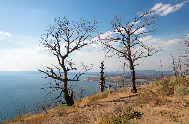 Dead burned trees at Lake Butte View above Yellowstone Lake in Yellowstone National Park in Wyoming USA