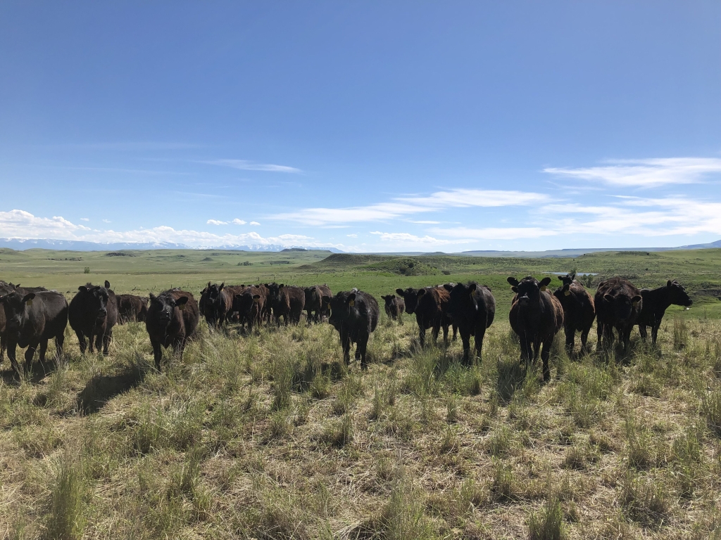 Pulling Carbon out of the Big Sky 1