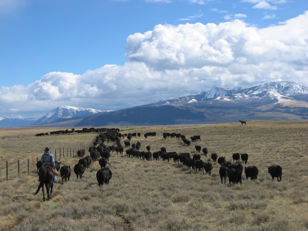 Pulling Carbon out of the Big Sky 2