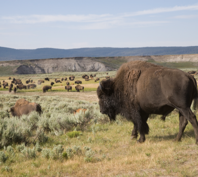 Yellowstone National Park