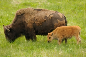 5 Reasons Why Yellowstone is Super in Springtime 1