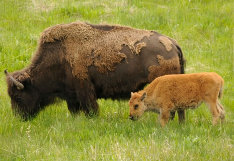 5 Reasons Why Yellowstone is Super in Springtime 1