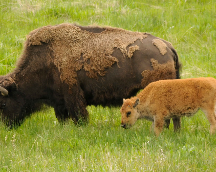 5 Reasons Why Yellowstone is Super in Springtime 1