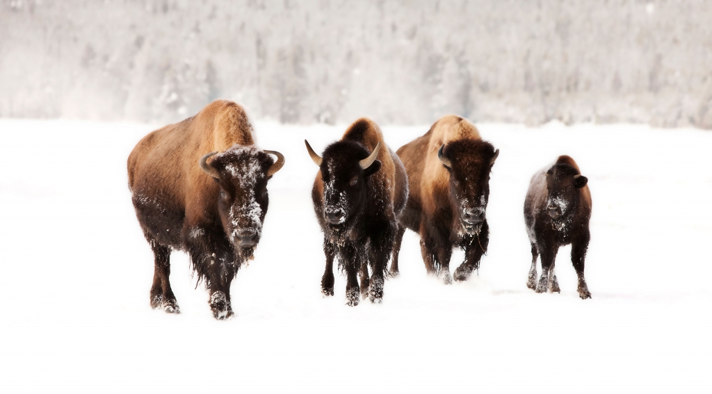 The Life of a Yellowstone Winterkeeper