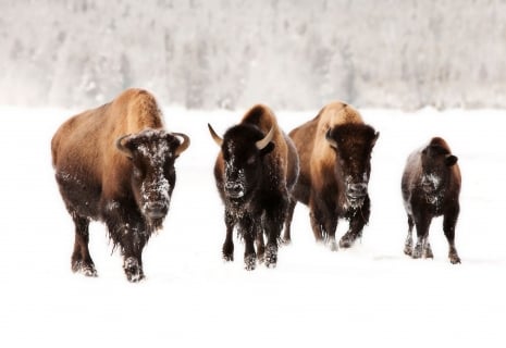 The Life of a Yellowstone Winterkeeper