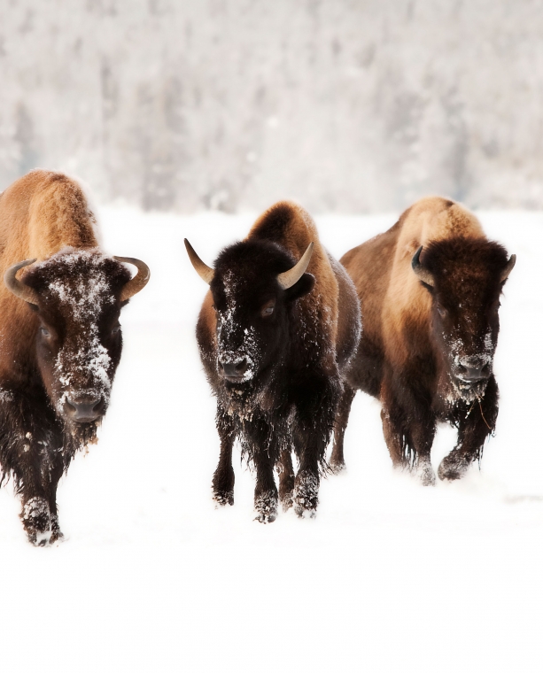 The Life of a Yellowstone Winterkeeper