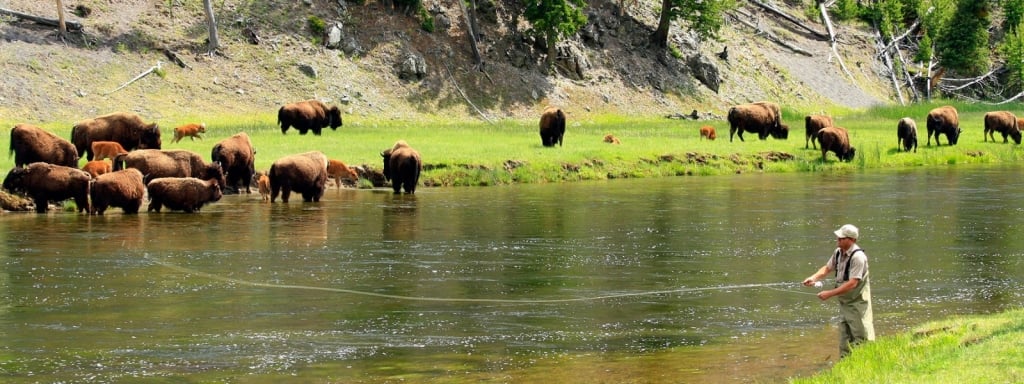 Yellowstone: Where the Bison Roam