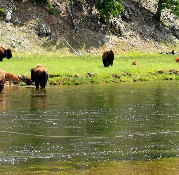 Yellowstone: Where the Bison Roam