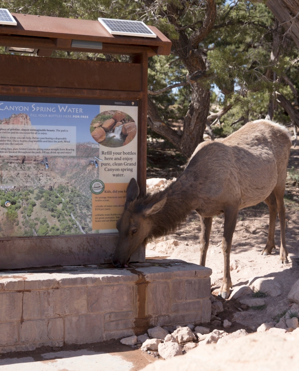 5 Reasons the Grand Canyon Sings in Springtime