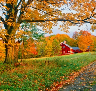 Vermont country side of with autumn sugar maple with rustic barn