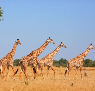 giraffes