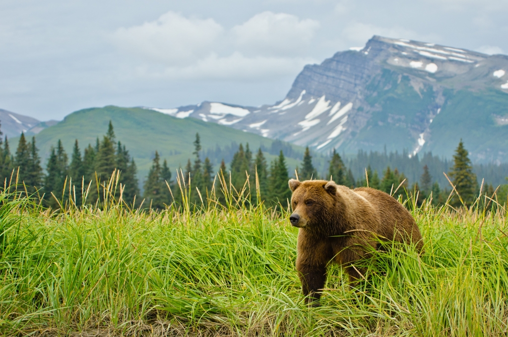 A bear walking through tall grass in Alaska