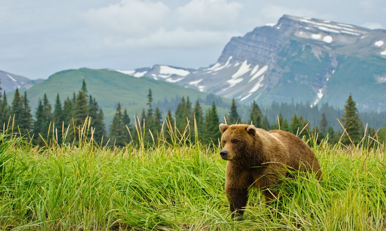 A bear walking through tall grass in Alaska