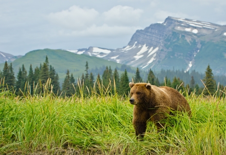 A bear walking through tall grass in Alaska
