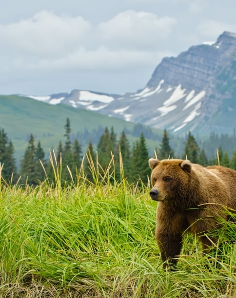 A bear walking through tall grass in Alaska