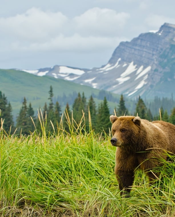 A bear walking through tall grass in Alaska