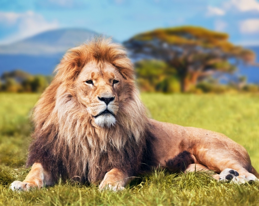 4 Experiences that Highlight the Pleasures of Safaris