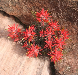 Indian Paintbrush