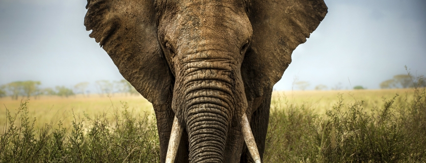 Amazing African Adventures to Have Right Now