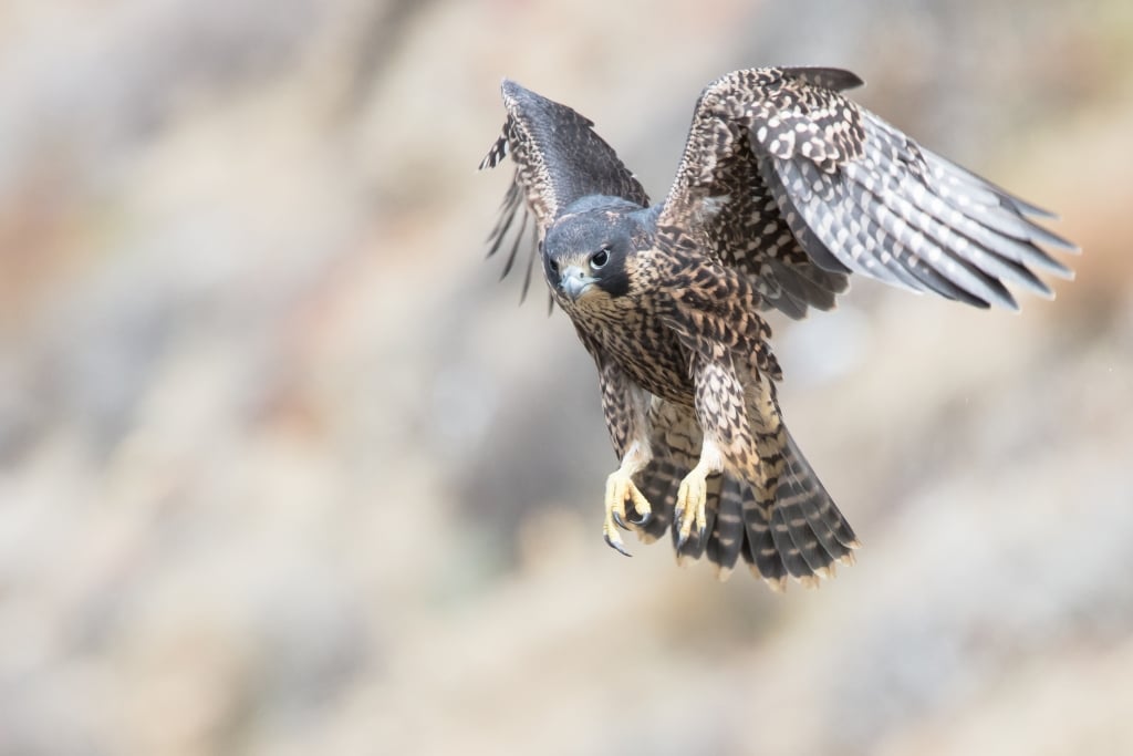 Grand Canyon: Where the Birds Are