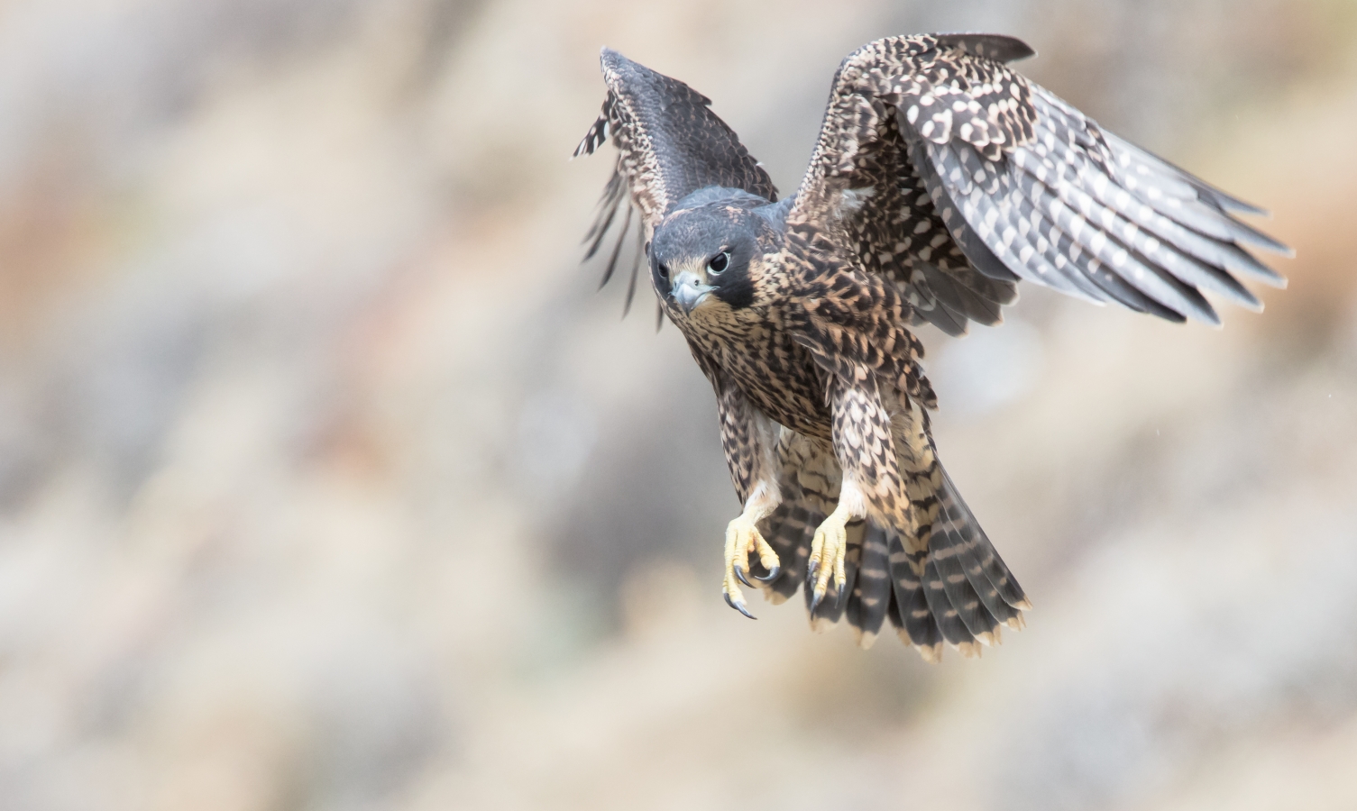 Exploring the Wildlife of Our National Parks