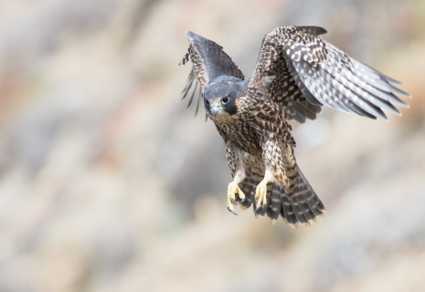 Grand Canyon: Where the Birds Are