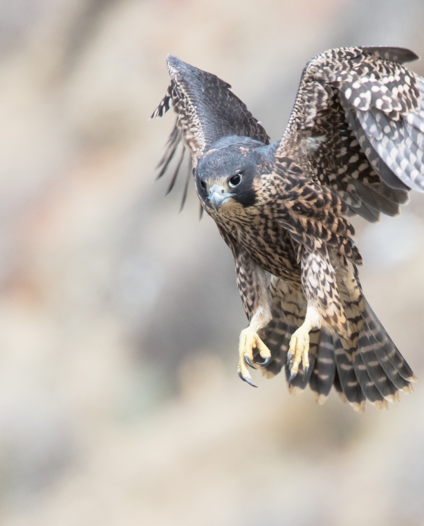 Grand Canyon: Where the Birds Are