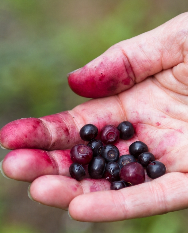 The Wild Huckleberries of Yellowstone