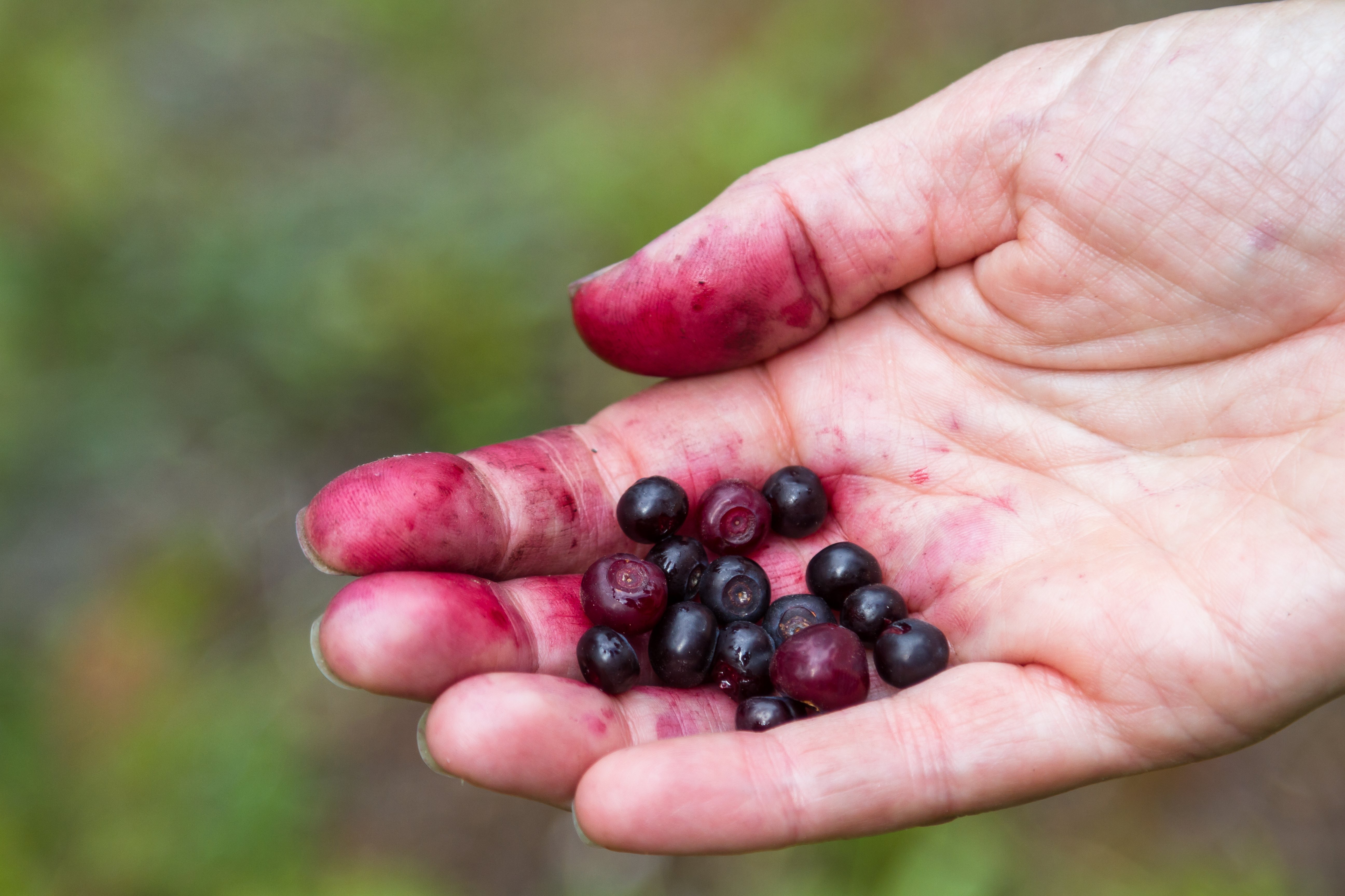 The Wild Huckleberries of Yellowstone