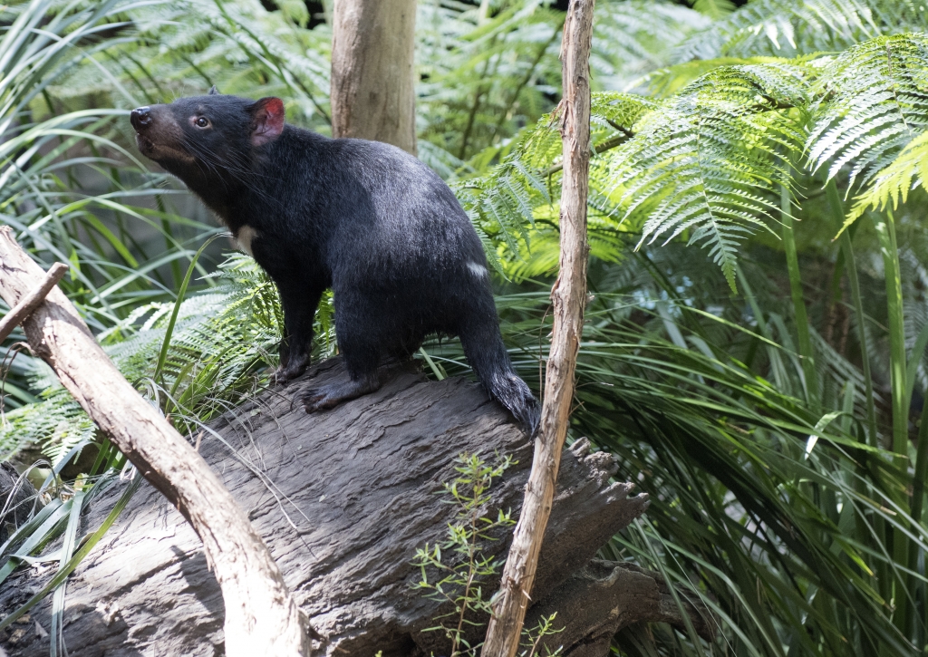 Discoveries Down Under: The Animals and Wildlife of Australia - Xanterra Travel Collection® Discoveries Down Under: The Animals and Wildlife of Australia - Xanterra Travel Collection®