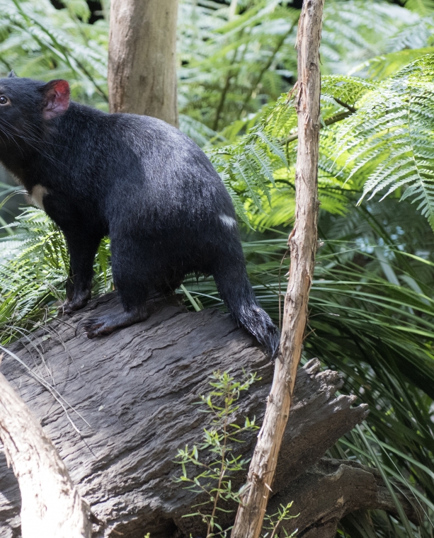 Discoveries Down Under: The Animals and Wildlife of Australia