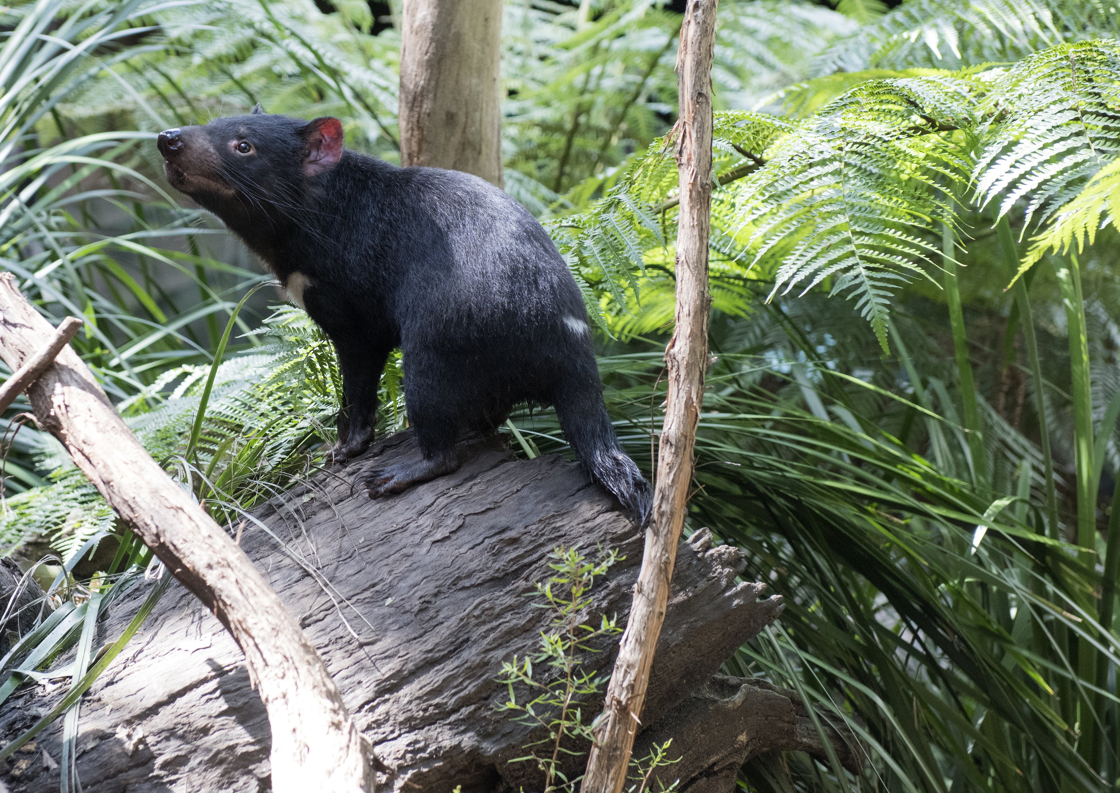 Discoveries Down Under: The Animals and Wildlife of Australia