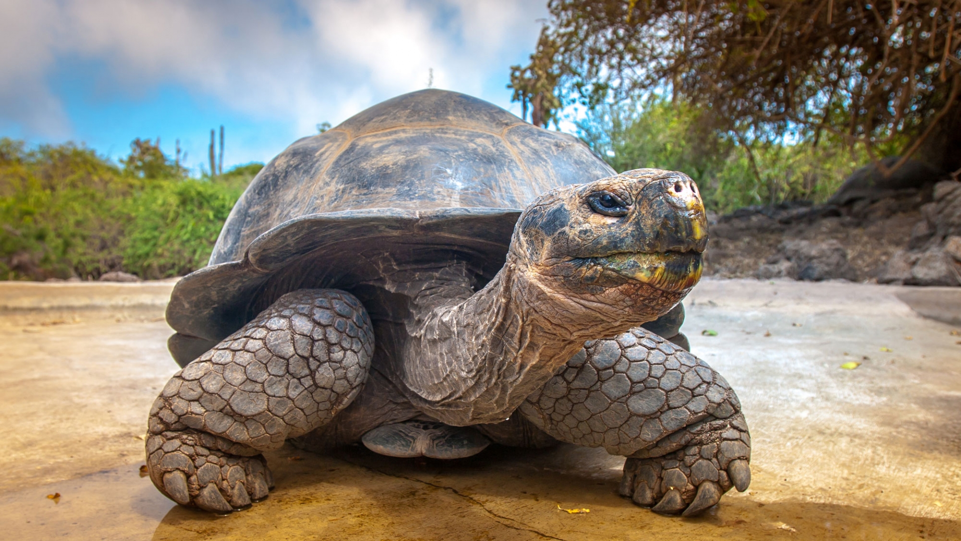 Six Fun Facts about the Galapagos Islands - Xanterra Travel Collection®