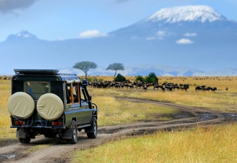 Jeep on safari