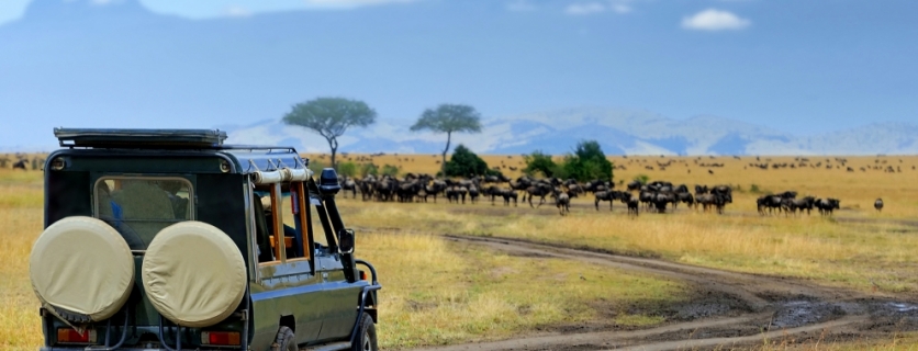 Jeep on safari
