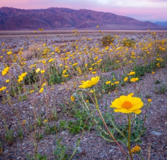 The Real Reason You Should Visit Death Valley in Winter