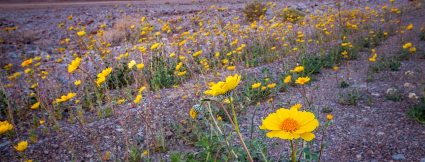 The Real Reason You Should Visit Death Valley in Winter
