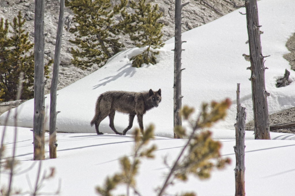 Secrets of Winter Wildlife Watching in Yellowstone