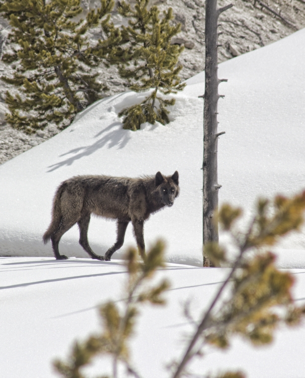 Secrets of Winter Wildlife Watching in Yellowstone