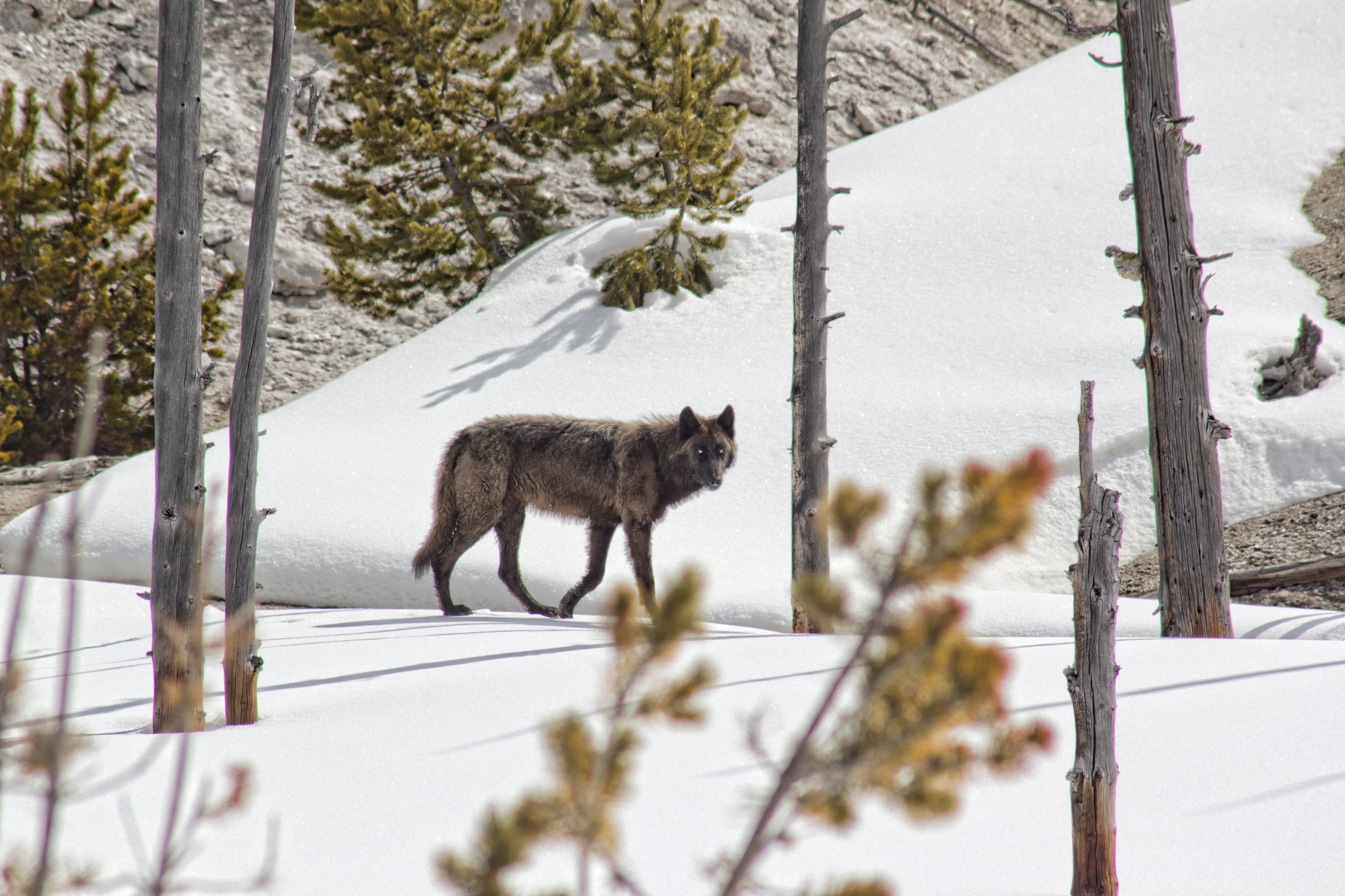 Secrets of Winter Wildlife Watching in Yellowstone