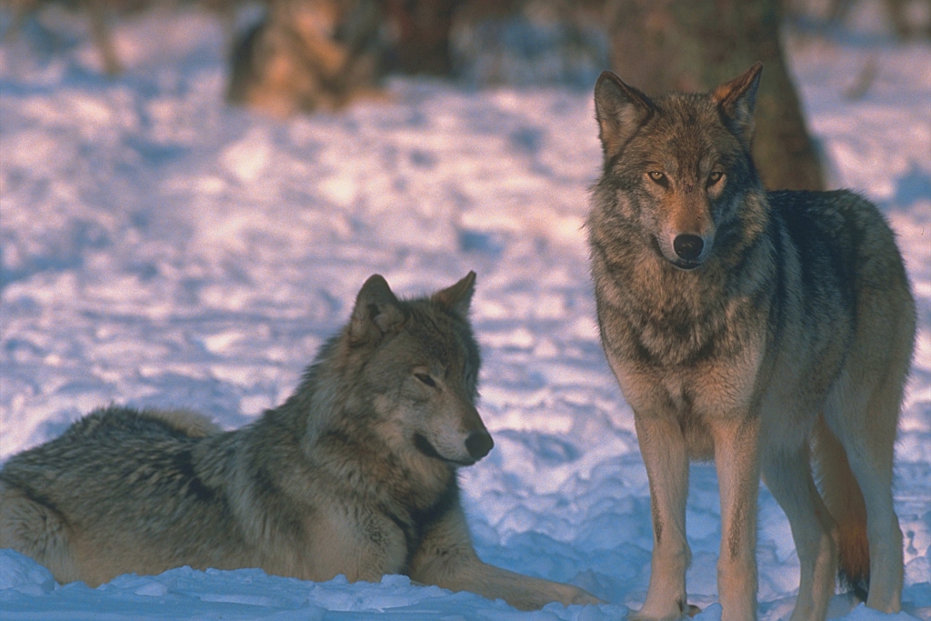 Yellowstone: A Perfect Morning for Wildlife Watching