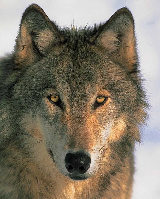 Bison and Elk and Wolves, Oh My!