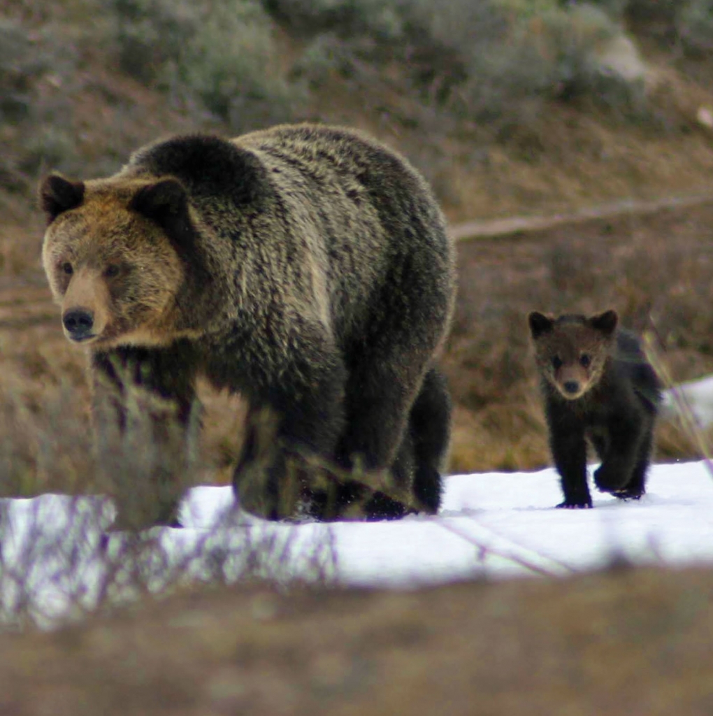 5 Reasons Why Yellowstone is Super in Springtime