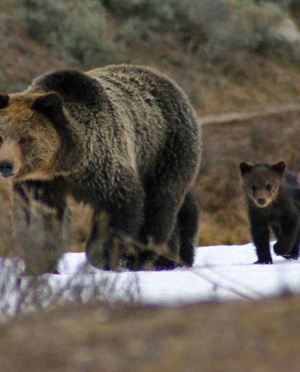 5 Reasons Why Yellowstone is Super in Springtime