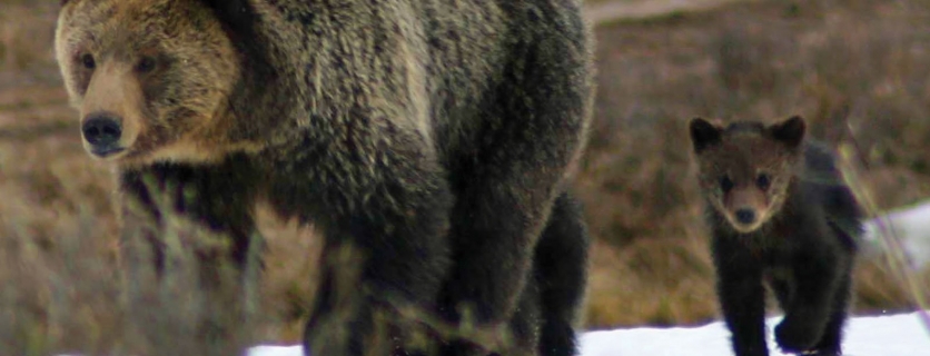 5 Reasons Why Yellowstone is Super in Springtime